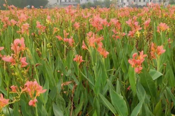 美人蕉怎么种植，将老茎切成若干块再栽入花盆