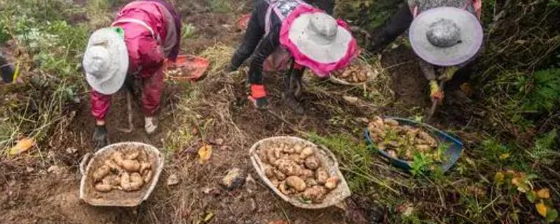 种植天麻要用什么土壤，砂质土、腐殖土均为适宜选择