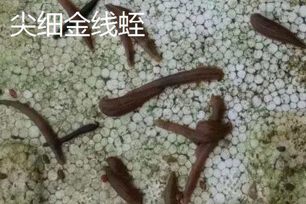 血蛭和水蛭有什么区别，二者是同一种生物