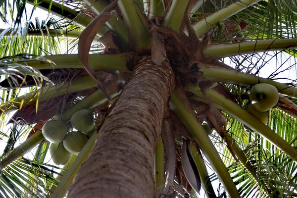 椰子树种植方法，附种植管理技术