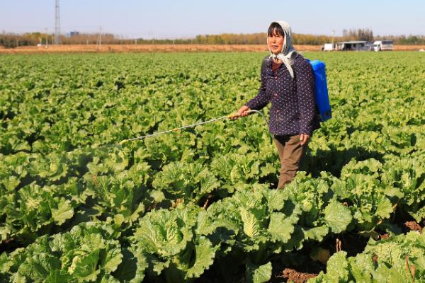 白菜干烧心有什么症状，叶缘处变白或变黄、叶肉呈干纸状