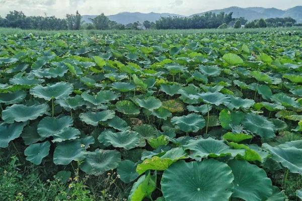 怎么种植莲藕，栽种时将藕种插入泥中、确保尾梢翘出水面