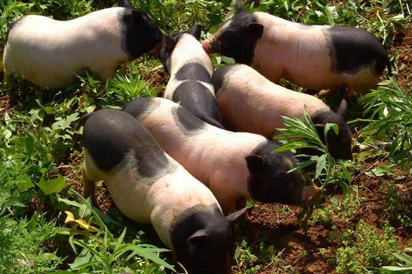 香猪养殖前景和利润，附养殖注意事项