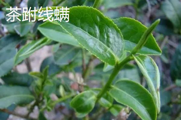 茶叶病虫害的类型与防治方法