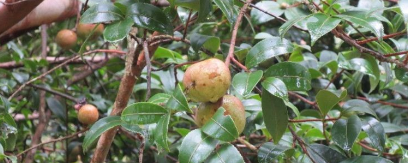 茶油，附生长条件及茶油产业