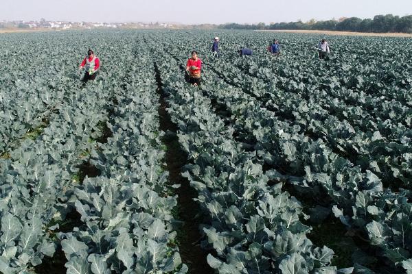 西兰花何时露天种植，春秋季种植时间分别为3月份、8月份