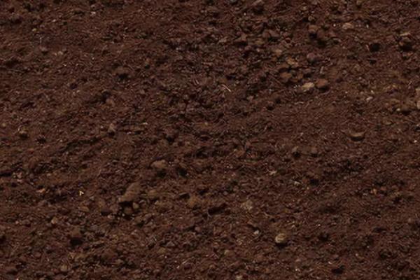 种植天麻要用什么土壤，砂质土、腐殖土均为适宜选择
