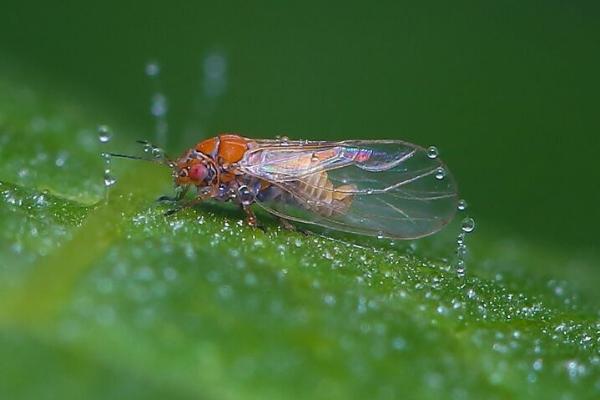 桂花病虫害的发生特点及防治方法，应对症下药