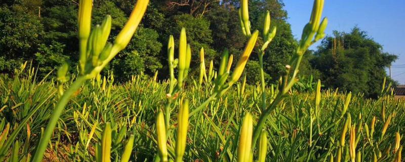 金针菜又叫什么，附其种植时间