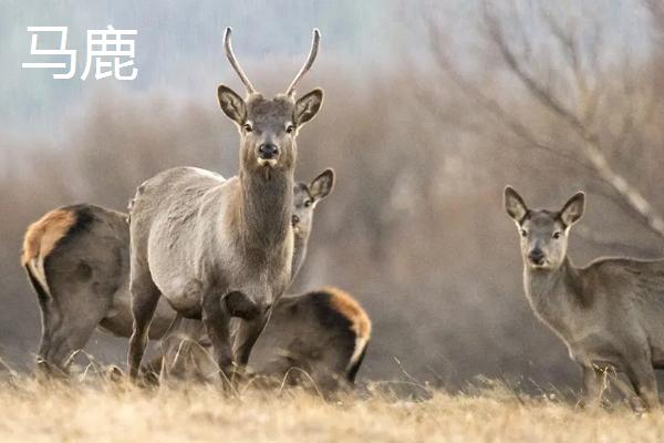 马鹿和梅花鹿有什么区别