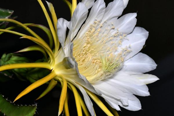 霸王花是火龙果的花吗