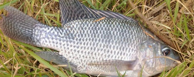 罗非鱼的食物，主要以藻类、植物碎屑和水蚯蚓为食