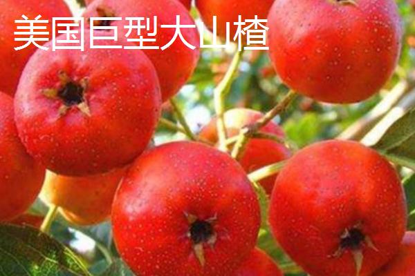 山楂几月份成熟上市