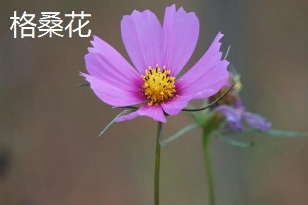 秋英和格桑花是一种花吗