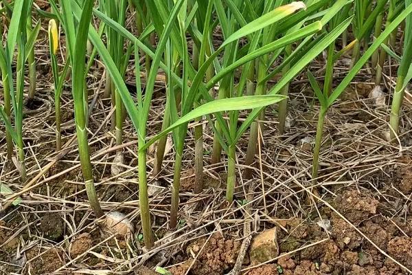 种蒜苔用什么土，疏松的土壤为佳