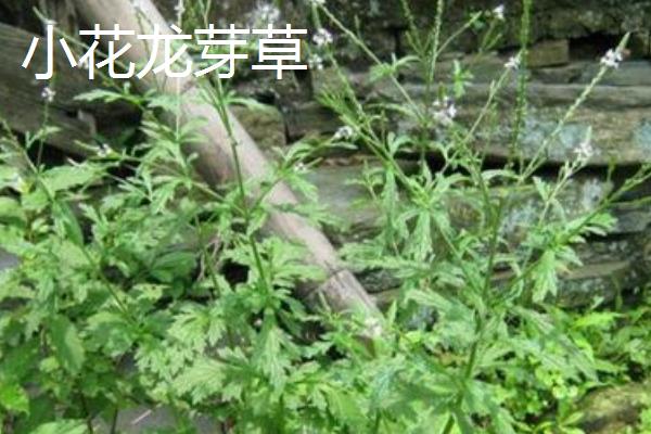 仙鹤草种类大全