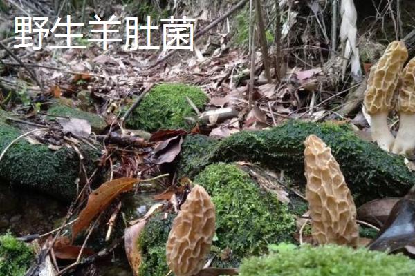 野生羊肚菌和种植羊肚菌的区别，一般在3-4月之间采摘