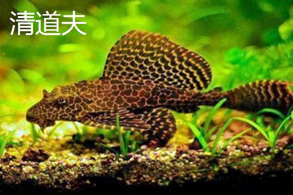 清道夫和中华鲟鱼的区别，外形有明显的不同