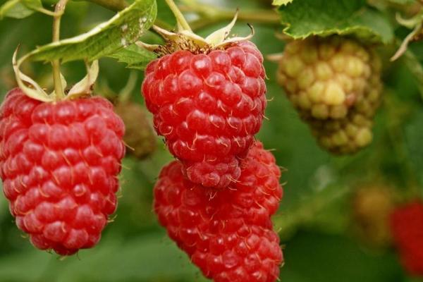 山莓种植方法