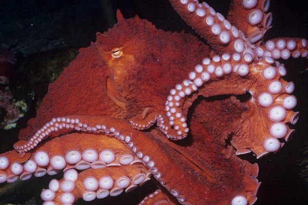 章鱼的智商高吗，许多实验证明章鱼的智商非常高