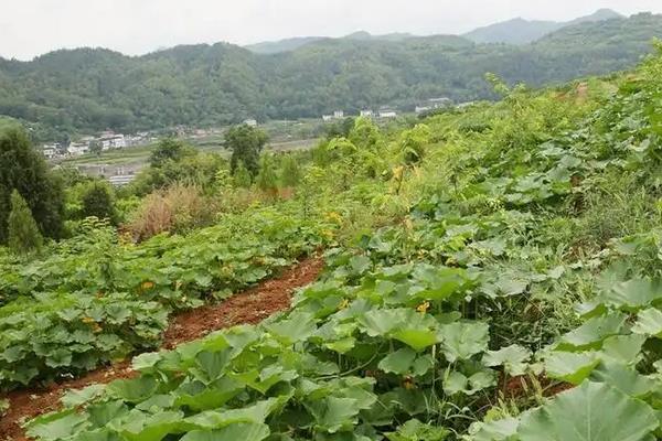 南瓜叶变黄的原因，附种植技术