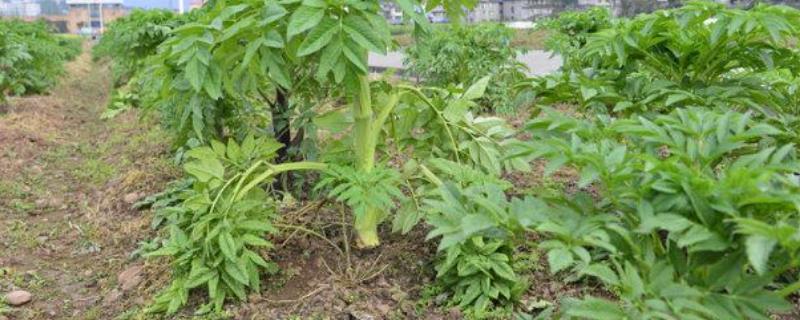 白芨种苗价格多少钱？种植一亩需要多少株？种植一亩成本多少