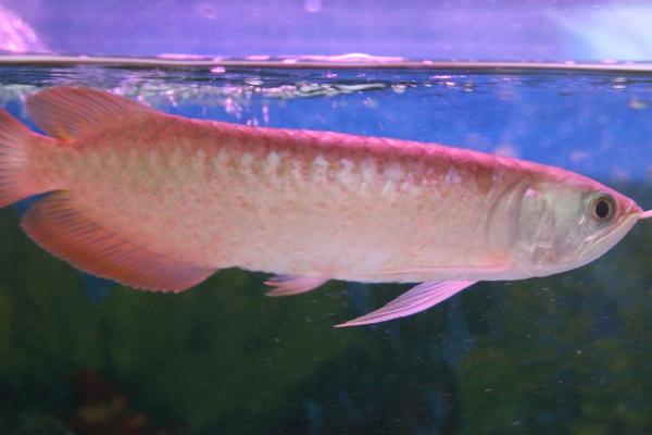 银龙鱼身体发红的原因，可能得了充血病