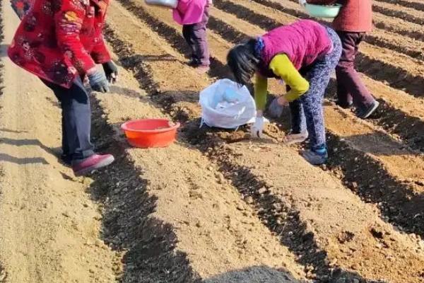 山东大葱何时种植及种植方法