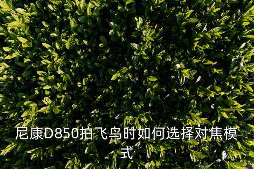 尼康D850拍飞鸟时如何选择对焦模式