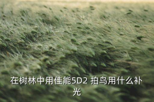 在树林中用佳能5D2 拍鸟用什么补光