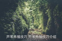 秋季芦苇人像摄影技巧,第十步-跟随拍摄第七步