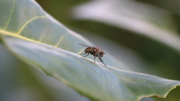 70d拍无虚化用什么镜头