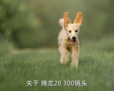 28-300腾龙使用技巧,我的相机是450万张照片