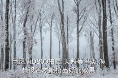 拍天鹅 技巧,水中漫游天鹅拍照攻略