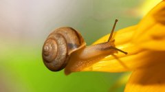 蜗牛的特点与生活习性（