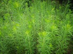 小飞蓬草用什么除草剂根