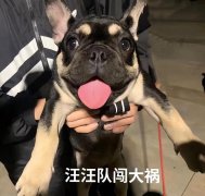 法国斗牛犬多少钱一只（