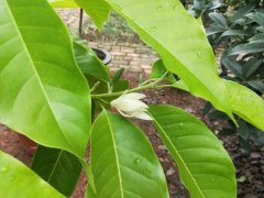 双子叶植物是否带有胚乳（解答双子叶植物是否