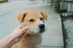 中华犬类品种大全图片（6种适合养的本土犬种推