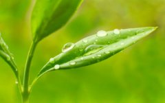 植物晚上释放氧气还是二氧化碳（解答植物夜间