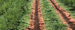 东北地区何时种植胡萝卜，每年6-7月份为适宜种