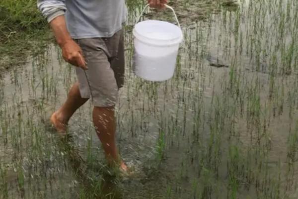 多效唑拌尿素能否对水稻使用