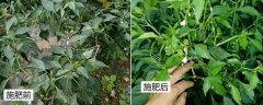 辣椒对肥料的要求，辣椒怎么施肥才能高产