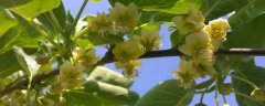 猕猴桃花果期的管理技术，做好疏蕾、疏花和疏
