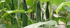 露地黄瓜的种植时间，露地早春黄瓜可在5月份种