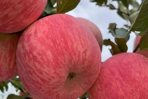 洛川苹果的成熟时间，一般为9-10月份